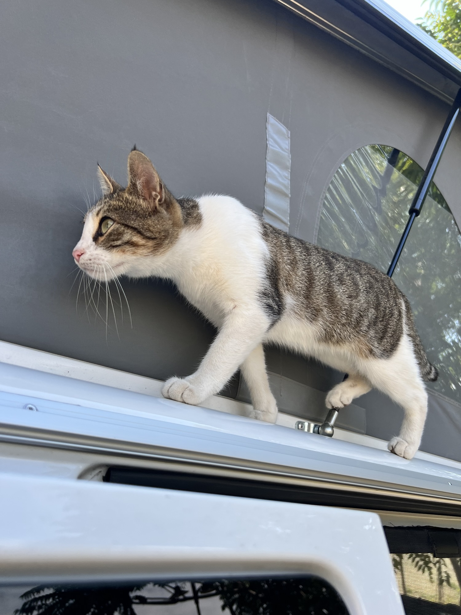 Besuch auf dem Dach